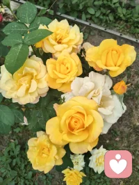 一花一世界，一叶一菩提！配图