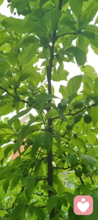 一花一世界，一叶一菩提！配图