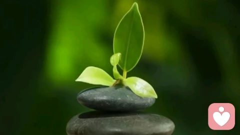极悲呕血：心魂崩裂后的身心谶语。