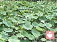 蒙医以赫依为身中风气，主宰心神气机。今人职场浮躁、厌弃劳作，皆因赫依散乱，神思飘摇所致。中医讲究阴阳中和，思虑过甚则气血郁结，情志难舒。依宇凡大道观之，工作本是修行，心烦倦怠皆因身心神割裂、合一不通。敛赫依以定风，调阴阳以归元，守心神而合一，方能于凡尘俗世中悟道修心，自在安然。