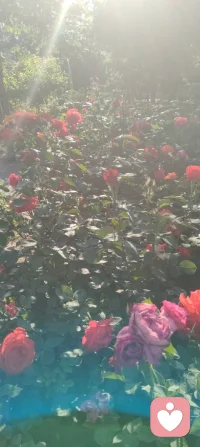 晨光漫过月季的花瓣，把满院的温柔揉成一片软红。蜂蝶在花间流连，阳光穿过枝叶，在地上织出细碎的金网，连风都慢了下来。万物都在以沉默的方式传递着善意，就像这光与花，从不说自己照亮了人间，却把暖意悄悄落进每一寸角落。我也学着它们的样子，把心意藏进日常，不声不响，不喧哗，自有回响。有些温柔不必说出口，只以沉静的姿态静静滋养就好！