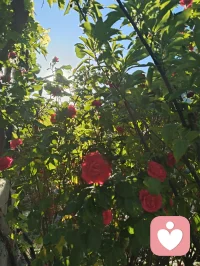 晨光漫过月季的花瓣，把满院的温柔揉成一片软红。蜂蝶在花间流连，阳光穿过枝叶，在地上织出细碎的金网，连风都慢了下来。万物都在以沉默的方式传递着善意，就像这光与花，从不说自己照亮了人间，却把暖意悄悄落进每一寸角落。我也学着它们的样子，把心意藏进日常，不声不响，不喧哗，自有回响。有些温柔不必说出口，只以沉静的姿态静静滋养就好！