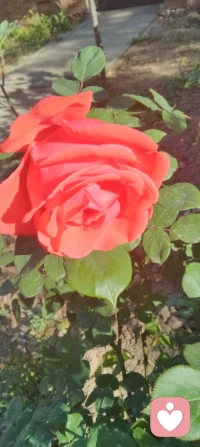 晨光漫过月季的花瓣，把满院的温柔揉成一片软红。蜂蝶在花间流连，阳光穿过枝叶，在地上织出细碎的金网，连风都慢了下来。万物都在以沉默的方式传递着善意，就像这光与花，从不说自己照亮了人间，却把暖意悄悄落进每一寸角落。我也学着它们的样子，把心意藏进日常，不声不响，不喧哗，自有回响。有些温柔不必说出口，只以沉静的姿态静静滋养就好！