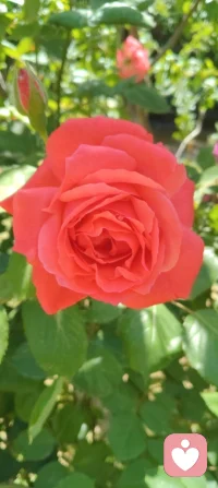 见花如面！