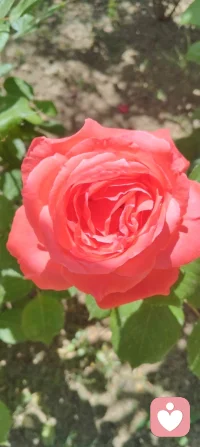 见花如面！
