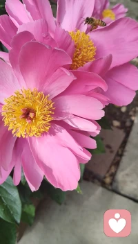 见花如面！