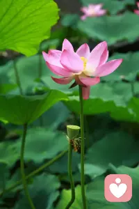 莲开见心，宇凡新生。半生泥泞，终得澄明。承母亲血脉之爱，负子女传承之责，悟五道合一之大道，立爱己渡人之初心。往后如莲，中通外直，不蔓不枝，向内扎根，向外绽放，承上启下，生生不息，温暖四方！