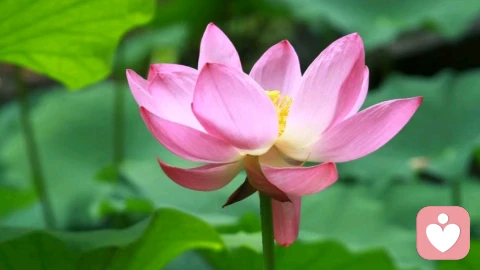 莲开见心，宇凡新生｜生辰自勉！