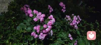 🌙夜路随感 | 一花一世界，一叶一菩提！
 路灯微光里，月季仍在暗夜里热烈盛放。一花一世界，一叶一菩提，原来慈悲心，就藏在这无声的绽放里——万物皆有自己的坚韧与温柔，你看见它，便也学会了与自己、与世界温柔和解。配图