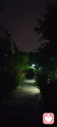 🌙夜路随感 | 一花一世界，一叶一菩提！
 路灯微光里，月季仍在暗夜里热烈盛放。一花一世界，一叶一菩提，原来慈悲心，就藏在这无声的绽放里——万物皆有自己的坚韧与温柔，你看见它，便也学会了与自己、与世界温柔和解。配图