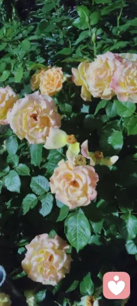 🌙夜路随感 | 一花一世界，一叶一菩提！
 路灯微光里，月季仍在暗夜里热烈盛放。一花一世界，一叶一菩提，原来慈悲心，就藏在这无声的绽放里——万物皆有自己的坚韧与温柔，你看见它，便也学会了与自己、与世界温柔和解。配图