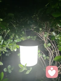 🌙夜路随感 | 一花一世界，一叶一菩提！
 路灯微光里，月季仍在暗夜里热烈盛放。一花一世界，一叶一菩提，原来慈悲心，就藏在这无声的绽放里——万物皆有自己的坚韧与温柔，你看见它，便也学会了与自己、与世界温柔和解。配图