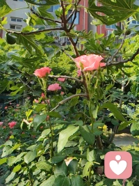 困顿中求索，深陷情志迷局，幸得倪师智慧引路；
终悟：万法皆是外引，自己才是终身唯一的师父。
融汇中医、蒙藏苗多民族医理，结合《易经通玄》与现代心理学，创立宇凡五道中的健康道，向内扎根，以己为师，渡己自愈，亦渡世间万千心疾。配图