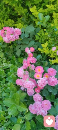 🌸 晨练遇蔷薇，致母亲节的温柔絮语！
 
今早晨练，风里带着初夏的暖意，转过街角时，忽然撞进了一墙蔷薇的温柔里。
 
粉白的花瓣层层叠叠，像被揉碎的霞光，缀满了枝头。阳光穿过叶片的缝隙，落在花瓣上，泛着细碎的柔光，连风都慢了下来。更动人的是花间忙碌的蜜蜂，嗡嗡地穿梭，在花蕊里汲取着蜜，小小的身影，像极了为生活奔忙的我们，也像极了那些为家庭默默付出的母亲们——用温柔的力量，酿造着生活里最甜的时光。
 
这蔷薇，开得热烈又安静，不争奇斗艳，却用一墙的芬芳，温柔了整个清晨。它让我想起母亲们，不事张扬，却用一生的付出，为我们撑起一片温暖的天地。就像这花，看似柔弱，却能攀援生长，把平凡的日子，酿成满墙的芬芳与希望。
 
母亲节的清晨，遇见这样一墙蔷薇，遇见花间采蜜的蜜蜂，忽然懂了：母爱，就是这样，无声却有力量，平凡却满是芬芳。配图