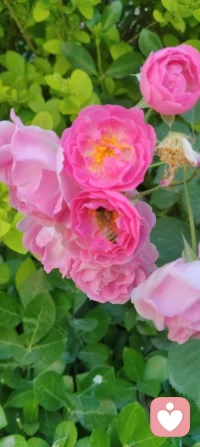 🌸 晨练遇蔷薇，致母亲节的温柔絮语！
 
今早晨练，风里带着初夏的暖意，转过街角时，忽然撞进了一墙蔷薇的温柔里。
 
粉白的花瓣层层叠叠，像被揉碎的霞光，缀满了枝头。阳光穿过叶片的缝隙，落在花瓣上，泛着细碎的柔光，连风都慢了下来。更动人的是花间忙碌的蜜蜂，嗡嗡地穿梭，在花蕊里汲取着蜜，小小的身影，像极了为生活奔忙的我们，也像极了那些为家庭默默付出的母亲们——用温柔的力量，酿造着生活里最甜的时光。
 
这蔷薇，开得热烈又安静，不争奇斗艳，却用一墙的芬芳，温柔了整个清晨。它让我想起母亲们，不事张扬，却用一生的付出，为我们撑起一片温暖的天地。就像这花，看似柔弱，却能攀援生长，把平凡的日子，酿成满墙的芬芳与希望。
 
母亲节的清晨，遇见这样一墙蔷薇，遇见花间采蜜的蜜蜂，忽然懂了：母爱，就是这样，无声却有力量，平凡却满是芬芳。配图