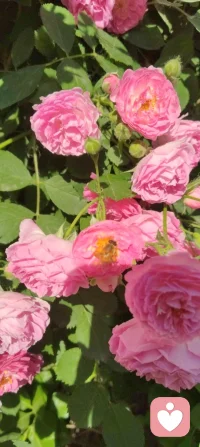 🌸 晨练遇蔷薇，致母亲节的温柔絮语！
 
今早晨练，风里带着初夏的暖意，转过街角时，忽然撞进了一墙蔷薇的温柔里。
 
粉白的花瓣层层叠叠，像被揉碎的霞光，缀满了枝头。阳光穿过叶片的缝隙，落在花瓣上，泛着细碎的柔光，连风都慢了下来。更动人的是花间忙碌的蜜蜂，嗡嗡地穿梭，在花蕊里汲取着蜜，小小的身影，像极了为生活奔忙的我们，也像极了那些为家庭默默付出的母亲们——用温柔的力量，酿造着生活里最甜的时光。
 
这蔷薇，开得热烈又安静，不争奇斗艳，却用一墙的芬芳，温柔了整个清晨。它让我想起母亲们，不事张扬，却用一生的付出，为我们撑起一片温暖的天地。就像这花，看似柔弱，却能攀援生长，把平凡的日子，酿成满墙的芬芳与希望。
 
母亲节的清晨，遇见这样一墙蔷薇，遇见花间采蜜的蜜蜂，忽然懂了：母爱，就是这样，无声却有力量，平凡却满是芬芳。配图