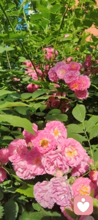 🌸 晨练遇蔷薇，致母亲节的温柔絮语！
 
今早晨练，风里带着初夏的暖意，转过街角时，忽然撞进了一墙蔷薇的温柔里。
 
粉白的花瓣层层叠叠，像被揉碎的霞光，缀满了枝头。阳光穿过叶片的缝隙，落在花瓣上，泛着细碎的柔光，连风都慢了下来。更动人的是花间忙碌的蜜蜂，嗡嗡地穿梭，在花蕊里汲取着蜜，小小的身影，像极了为生活奔忙的我们，也像极了那些为家庭默默付出的母亲们——用温柔的力量，酿造着生活里最甜的时光。
 
这蔷薇，开得热烈又安静，不争奇斗艳，却用一墙的芬芳，温柔了整个清晨。它让我想起母亲们，不事张扬，却用一生的付出，为我们撑起一片温暖的天地。就像这花，看似柔弱，却能攀援生长，把平凡的日子，酿成满墙的芬芳与希望。
 
母亲节的清晨，遇见这样一墙蔷薇，遇见花间采蜜的蜜蜂，忽然懂了：母爱，就是这样，无声却有力量，平凡却满是芬芳。配图