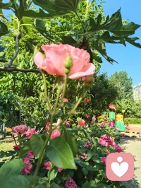 🌸 晨练遇蔷薇，致母亲节的温柔絮语！
 
今早晨练，风里带着初夏的暖意，转过街角时，忽然撞进了一墙蔷薇的温柔里。
 
粉白的花瓣层层叠叠，像被揉碎的霞光，缀满了枝头。阳光穿过叶片的缝隙，落在花瓣上，泛着细碎的柔光，连风都慢了下来。更动人的是花间忙碌的蜜蜂，嗡嗡地穿梭，在花蕊里汲取着蜜，小小的身影，像极了为生活奔忙的我们，也像极了那些为家庭默默付出的母亲们——用温柔的力量，酿造着生活里最甜的时光。
 
这蔷薇，开得热烈又安静，不争奇斗艳，却用一墙的芬芳，温柔了整个清晨。它让我想起母亲们，不事张扬，却用一生的付出，为我们撑起一片温暖的天地。就像这花，看似柔弱，却能攀援生长，把平凡的日子，酿成满墙的芬芳与希望。
 
母亲节的清晨，遇见这样一墙蔷薇，遇见花间采蜜的蜜蜂，忽然懂了：母爱，就是这样，无声却有力量，平凡却满是芬芳。配图
