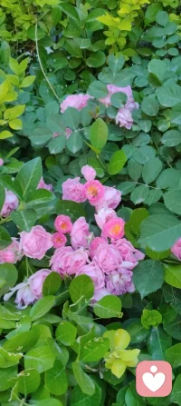 🌸 晨练遇蔷薇，致母亲节的温柔絮语！
 
今早晨练，风里带着初夏的暖意，转过街角时，忽然撞进了一墙蔷薇的温柔里。
 
粉白的花瓣层层叠叠，像被揉碎的霞光，缀满了枝头。阳光穿过叶片的缝隙，落在花瓣上，泛着细碎的柔光，连风都慢了下来。更动人的是花间忙碌的蜜蜂，嗡嗡地穿梭，在花蕊里汲取着蜜，小小的身影，像极了为生活奔忙的我们，也像极了那些为家庭默默付出的母亲们——用温柔的力量，酿造着生活里最甜的时光。
 
这蔷薇，开得热烈又安静，不争奇斗艳，却用一墙的芬芳，温柔了整个清晨。它让我想起母亲们，不事张扬，却用一生的付出，为我们撑起一片温暖的天地。就像这花，看似柔弱，却能攀援生长，把平凡的日子，酿成满墙的芬芳与希望。
 
母亲节的清晨，遇见这样一墙蔷薇，遇见花间采蜜的蜜蜂，忽然懂了：母爱，就是这样，无声却有力量，平凡却满是芬芳。配图