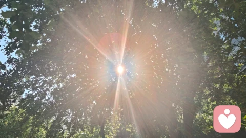 晨光与蔷薇：一场灵魂的邂逅！