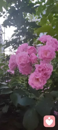 愿时光温柔抚平所有伤，愿岁月漫长心依然明亮！把爱轻轻藏在岁月过往，让回响温暖余生时光！配图