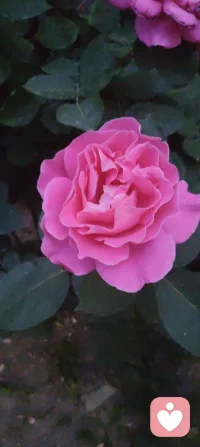愿时光温柔抚平所有伤，愿岁月漫长心依然明亮！把爱轻轻藏在岁月过往，让回响温暖余生时光！配图