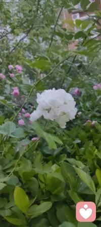愿时光温柔抚平所有伤，愿岁月漫长心依然明亮！把爱轻轻藏在岁月过往，让回响温暖余生时光！配图