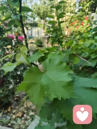 晨练太极｜向阳而生，心安即是归途！
 晨起迎着暖阳，静心打完一套太极，周身浊气尽数消散，心底豁然通透，一身轻松自在。人生亦如太极之道，阴阳流转，起落相随。顺时从容前行，逆时沉心蓄力，不慌不忙，不执不躁。沐浴在晨光之下，静观一草一木，聆听清风拂面，看万物自在生长。才懂人间最珍贵的幸福，从不是追逐繁华与远方，而是身在阳光里，心在安宁中。
 守住一份从容，稳住一颗本心。
向阳而行，与万物共生，余生温柔，步步安然。配图