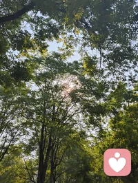 晨光穿过枝叶，落在肩头，像天地写给我的温柔信笺。林间漏下的斑驳光影，是万物向阳而生的力量，也是大道循光而来的指引。心向暖阳，便无惧风霜；与光同行，与自己和解，日子温柔晴朗，心有光明，步步生暖！配图