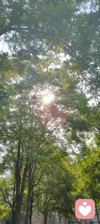 晨光穿过枝叶，落在肩头，像天地写给我的温柔信笺。林间漏下的斑驳光影，是万物向阳而生的力量，也是大道循光而来的指引。心向暖阳，便无惧风霜；与光同行，与自己和解，日子温柔晴朗，心有光明，步步生暖！配图