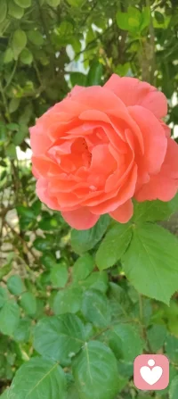 守神于内，花开于外！
 今日被满园生机撞了个满怀：盛放的月季凝着晨光，石榴新枝藏着花苞，连无花果树的叶片都透着舒展的力量。忽然懂了，万物生长的底气，从来都是扎根深处的静默与专注。宇凡道讲“精气神内守”，原来最稳的力量，从来不是向外追逐的喧嚣，而是向内扎根的笃定。只有守得住自己的心神，养得好自己的底气，才能稳稳接住自己，也稳稳托住他人。往后的日子，便如这花木一般，扎根、守神、生长。把心神收回来，把浮躁沉下去，向内修己，向外温柔。✨配图