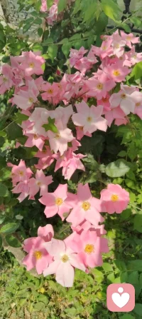 守神于内，花开于外！
 今日被满园生机撞了个满怀：盛放的月季凝着晨光，石榴新枝藏着花苞，连无花果树的叶片都透着舒展的力量。忽然懂了，万物生长的底气，从来都是扎根深处的静默与专注。宇凡道讲“精气神内守”，原来最稳的力量，从来不是向外追逐的喧嚣，而是向内扎根的笃定。只有守得住自己的心神，养得好自己的底气，才能稳稳接住自己，也稳稳托住他人。往后的日子，便如这花木一般，扎根、守神、生长。把心神收回来，把浮躁沉下去，向内修己，向外温柔。✨配图