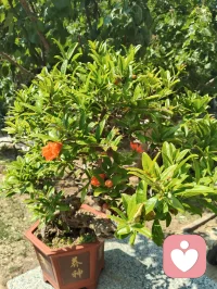 守神于内，花开于外！
 今日被满园生机撞了个满怀：盛放的月季凝着晨光，石榴新枝藏着花苞，连无花果树的叶片都透着舒展的力量。忽然懂了，万物生长的底气，从来都是扎根深处的静默与专注。宇凡道讲“精气神内守”，原来最稳的力量，从来不是向外追逐的喧嚣，而是向内扎根的笃定。只有守得住自己的心神，养得好自己的底气，才能稳稳接住自己，也稳稳托住他人。往后的日子，便如这花木一般，扎根、守神、生长。把心神收回来，把浮躁沉下去，向内修己，向外温柔。✨配图
