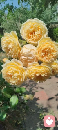 守神于内，花开于外！
 今日被满园生机撞了个满怀：盛放的月季凝着晨光，石榴新枝藏着花苞，连无花果树的叶片都透着舒展的力量。忽然懂了，万物生长的底气，从来都是扎根深处的静默与专注。宇凡道讲“精气神内守”，原来最稳的力量，从来不是向外追逐的喧嚣，而是向内扎根的笃定。只有守得住自己的心神，养得好自己的底气，才能稳稳接住自己，也稳稳托住他人。往后的日子，便如这花木一般，扎根、守神、生长。把心神收回来，把浮躁沉下去，向内修己，向外温柔。✨配图