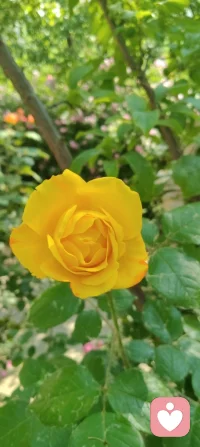 守神于内，花开于外！
 今日被满园生机撞了个满怀：盛放的月季凝着晨光，石榴新枝藏着花苞，连无花果树的叶片都透着舒展的力量。忽然懂了，万物生长的底气，从来都是扎根深处的静默与专注。宇凡道讲“精气神内守”，原来最稳的力量，从来不是向外追逐的喧嚣，而是向内扎根的笃定。只有守得住自己的心神，养得好自己的底气，才能稳稳接住自己，也稳稳托住他人。往后的日子，便如这花木一般，扎根、守神、生长。把心神收回来，把浮躁沉下去，向内修己，向外温柔。✨配图