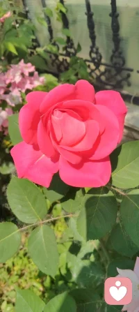 守神于内，花开于外！
 今日被满园生机撞了个满怀：盛放的月季凝着晨光，石榴新枝藏着花苞，连无花果树的叶片都透着舒展的力量。忽然懂了，万物生长的底气，从来都是扎根深处的静默与专注。宇凡道讲“精气神内守”，原来最稳的力量，从来不是向外追逐的喧嚣，而是向内扎根的笃定。只有守得住自己的心神，养得好自己的底气，才能稳稳接住自己，也稳稳托住他人。往后的日子，便如这花木一般，扎根、守神、生长。把心神收回来，把浮躁沉下去，向内修己，向外温柔。✨配图