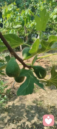 晨光沐庭，宇凡观草木悟大道。
无花果藏华敛韵，不逐繁花，静默承天地清气，暗合修行本心。
 天地万灵，皆以内守为根。人活一世，心神不耗于浮华，精气不损于纷扰，心有定境，不随境转，方是修行。宇凡道心：守神于内，精气神自聚；心通玄理，方寸间自有乾坤。内稳己心，外可托人，不喧不躁，与天地同息，于静默中修得岁月清欢！配图
