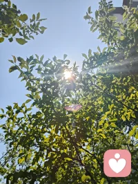 晨光沐庭，宇凡观草木悟大道。
无花果藏华敛韵，不逐繁花，静默承天地清气，暗合修行本心。
 天地万灵，皆以内守为根。人活一世，心神不耗于浮华，精气不损于纷扰，心有定境，不随境转，方是修行。宇凡道心：守神于内，精气神自聚；心通玄理，方寸间自有乾坤。内稳己心，外可托人，不喧不躁，与天地同息，于静默中修得岁月清欢！配图