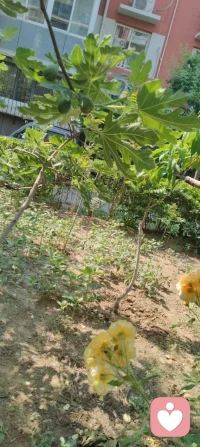晨光沐庭，宇凡观草木悟大道。
无花果藏华敛韵，不逐繁花，静默承天地清气，暗合修行本心。
 天地万灵，皆以内守为根。人活一世，心神不耗于浮华，精气不损于纷扰，心有定境，不随境转，方是修行。宇凡道心：守神于内，精气神自聚；心通玄理，方寸间自有乾坤。内稳己心，外可托人，不喧不躁，与天地同息，于静默中修得岁月清欢！配图