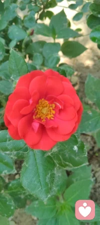 晨光沐庭，宇凡观草木悟大道。
无花果藏华敛韵，不逐繁花，静默承天地清气，暗合修行本心。
 天地万灵，皆以内守为根。人活一世，心神不耗于浮华，精气不损于纷扰，心有定境，不随境转，方是修行。宇凡道心：守神于内，精气神自聚；心通玄理，方寸间自有乾坤。内稳己心，外可托人，不喧不躁，与天地同息，于静默中修得岁月清欢！配图