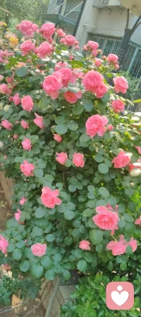 云影入怀，心自温柔；花开有声，心暖无声！配图