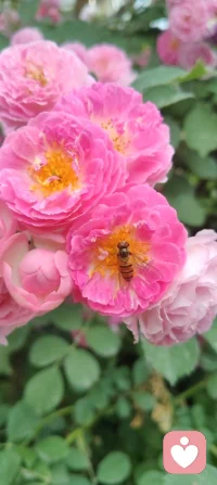 云影入怀，心自温柔；花开有声，心暖无声！配图