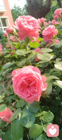 云影入怀，心自温柔；花开有声，心暖无声！配图