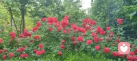云影入怀，心自温柔；花开有声，心暖无声！配图