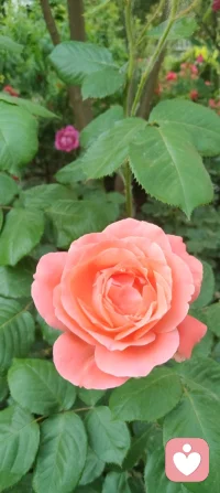 云影入怀，心自温柔；花开有声，心暖无声！配图