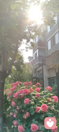 草木向阳，心也慢慢回暖！配图