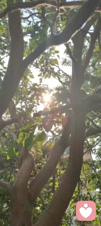 抬头撞见满树桑果，一口清甜，阳光漫肩，人间小欢喜。配图