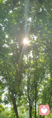 抬头撞见满树桑果，一口清甜，阳光漫肩，人间小欢喜。配图