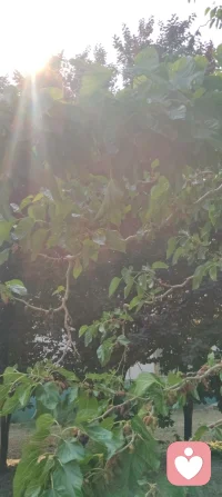 抬头撞见满树桑果，一口清甜，阳光漫肩，人间小欢喜。配图