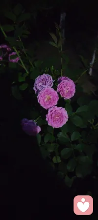 夜色如墨，灯影轻摇，花木不语，却在风里道尽了温柔的治愈与清醒。这人间的答案，从来都藏在寂静里。配图
